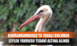 Kahramanmaraş'ta Yaralı Bulunan Leylek Yavrusu Tedavi Altına Alındı