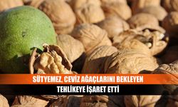 Sütyemez, ceviz ağaçlarını bekleyen tehlikeye işaret etti