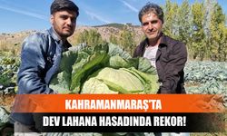 Kahramanmaraş'ta Dev Lahana Hasadında Rekor!