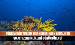 Türkiye'nin turizm merkezlerinden Ayvalık'ın su altı zenginlikleri görüntülendi