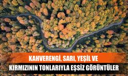 Kahverengi, Sarı, Yeşil Ve Kırmızının Tonlarıyla Eşsiz Görüntüler