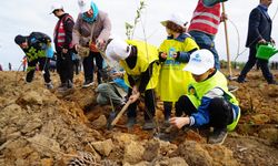 Şile'de 100 bin fidan toprakla buluşturuldu