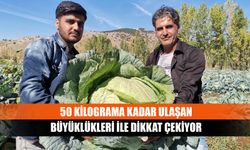 50 kilograma kadar ulaşan büyüklükleri ile dikkat çekiyor