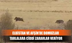 Elbistan Ve Afşin’de Domuzlar Tarlalara Ciddi Zararlar Veriyor