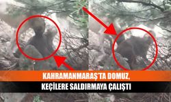 Kahramanmaraş’ta domuz, keçilere saldırmaya çalıştı