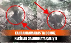 Kahramanmaraş’ta Domuz, Keçilere Saldırmaya Çalıştı