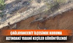 Çağlayancerit İlçesinde Koruma Altındaki Yabani Keçiler Görüntülendi