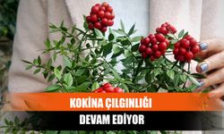 Kokina Çılgınlığı Devam Ediyor