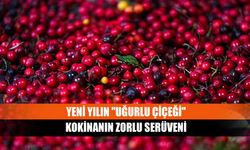 Yeni yılın "uğurlu çiçeği" kokinanın zorlu serüveni