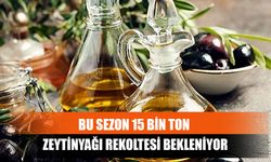 Bu Sezon 15 Bin Ton Zeytinyağı Rekoltesi Bekleniyor