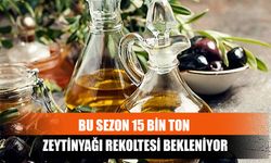 Bu Sezon 15 Bin Ton Zeytinyağı Rekoltesi Bekleniyor