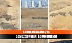 Kahramanmaraş’ta domuz sürüleri görüntülendi