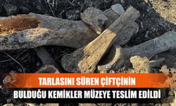 Tarlasını Süren Çiftçinin Bulduğu Kemikler Müzeye Teslim Edildi