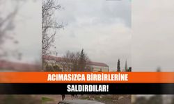 Acımasızca birbirlerine saldırdılar!