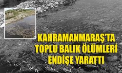 Kahramanmaraş’ta Toplu Balık Ölümleri Endişe Yarattı