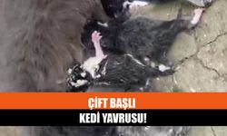Çift Başlı Kedi Yavrusu!