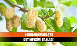 Kahramanmaraş’ta dut mevsimi başladı!