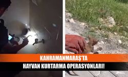 Kahramanmaraş’ta hayvan kurtarma operasyonları!