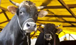 Kurban Eti Nasıl Dağıtılmalı? Kurban Kesmenin Hükmü Nedir?