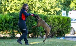 AA'nın barınaktan sahiplendiği "Şubat" arama kurtarma köpeği oluyor