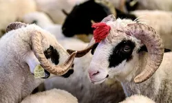 Yolcuyken Kurban Kesilir mi? Diyanet’ten Seferi Olanlara Net Açıklama!