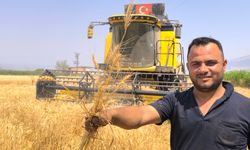 Buğday hasadı başladı, yetkililer tarlada incelemede bulundu