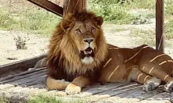 Hayvan Parkından Kaçan Aslan Dehşet Saçtı! Bir Kişiyi Yaraladı