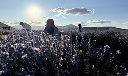 Afşin’de kurulan Türkiye’nin en büyük lavanta bahçesinde üretim sürüyor