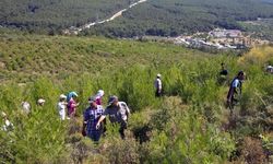 6 yıl önce yanan ormanlık alana dikilen fidanlar 2 metreye ulaştı