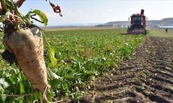 Kayseri'de sezonun ilk şeker pancarı hasadı!