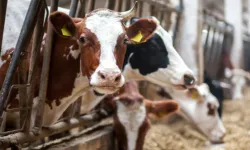 Ölümcül "deli dana" hastalığı| Belirtileri, tanı ve riskleri