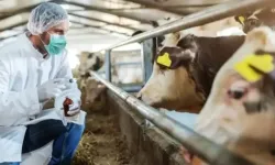 Şap hastalığı ile ilgili Bakanlık'tan açıklama geldi!