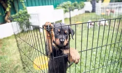 Petshoplara yeni düzenleme: Artık ruhsat gerekecek!