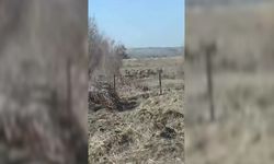 Bölgede yaban domuzu tehlikesi büyüyor