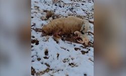 Dondurucu Soğukta Hayatta Kalma Mücadelesi