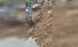 Kahramanmaraş’ta Arı Kovanlarına Ayı Saldırdı: Bal Stokları Tahrip Oldu