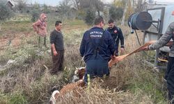 Antalya'da su kanalına düşen ineği itfaiye kurtardı
