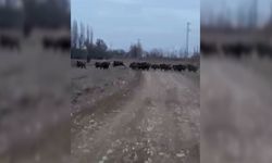 Afşin’de yaban domuzu endişesi: Tehlike devam ediyor