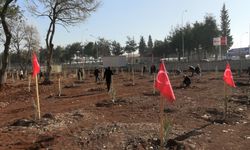 Kahramanmaraş’ta "Ağaç Yılı" kapsamında 120 zeytin ağacı toprakla buluştu