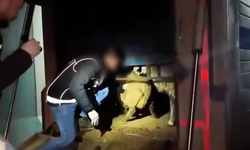 Bunu da yaptılar! Hayvanların karın boşluğuna saklamışlar!