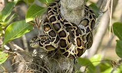 Burdur'da bir evde 4 yaban hayvanı ile pitbull bulundu