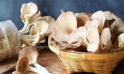 Kahramanmaraş’ta istiridye mantarı kışın gözdesi oldu