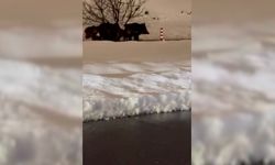 Domuz sürüsü yola indi, sürücüler donup kaldı!
