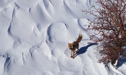 Tilki ile Drone’un Merak Dolu Karşılaşması Gülümsetti