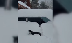 Kahramanmaraş'ta kedinin karla mücadelesi görüntülendi