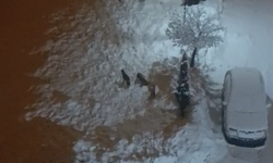 Çağlayancerit'te kurt paniği!