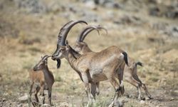 Çağlayancerit’te yasa dışı ava 969 bin TL rekor ceza!