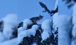 Nesli tehlike altındaki vaşak görüntülendi