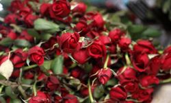 Çiçekçilerde 14 Şubat Mesaisi Başladı! Kırmızı Güllerin Adedi Ne Kadar?