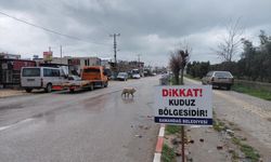 Hatay'da 4 mahalle kuduz nedeniyle karantinaya alındı